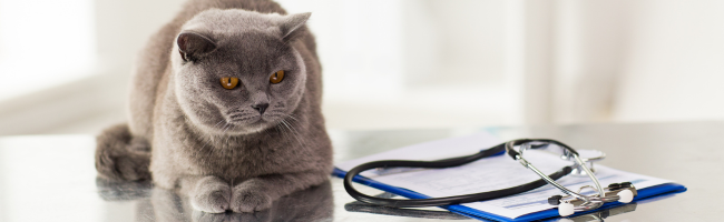 Could My Cat Really Get Diabetes?