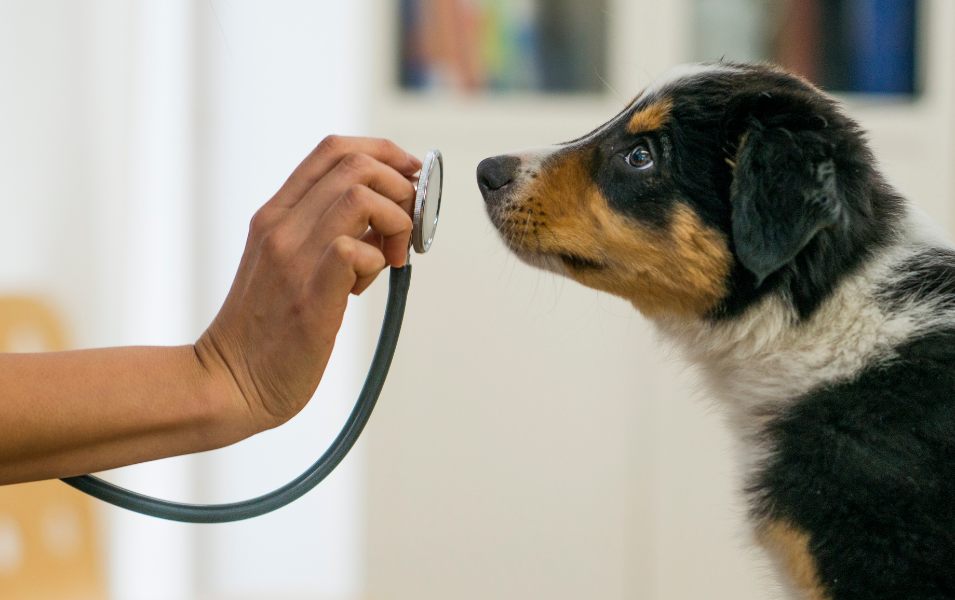 Resolve to Keep your Pet Happy and Healthy this New Year