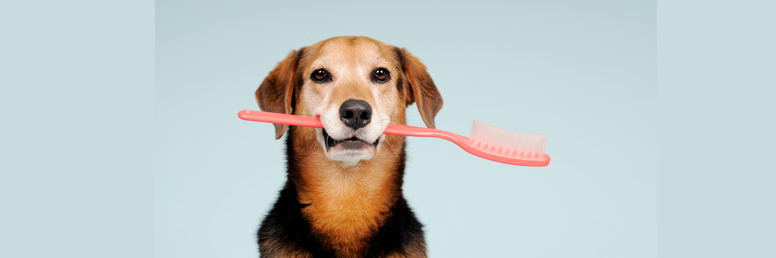 Year-round Pet Dental Health Tips