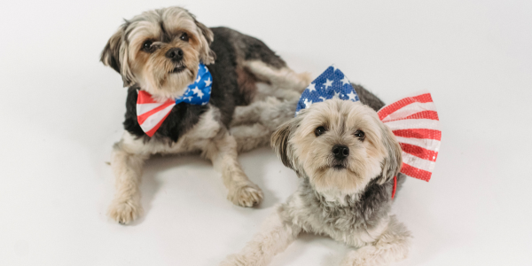 July 4th Pet Safety: Tips to Ease Fireworks Anxiety and Keep Your Pets Calm