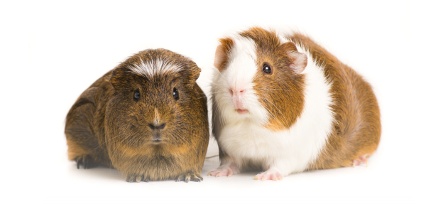 Top 5 Things to Know Before Getting a Small Mammal as a Pet