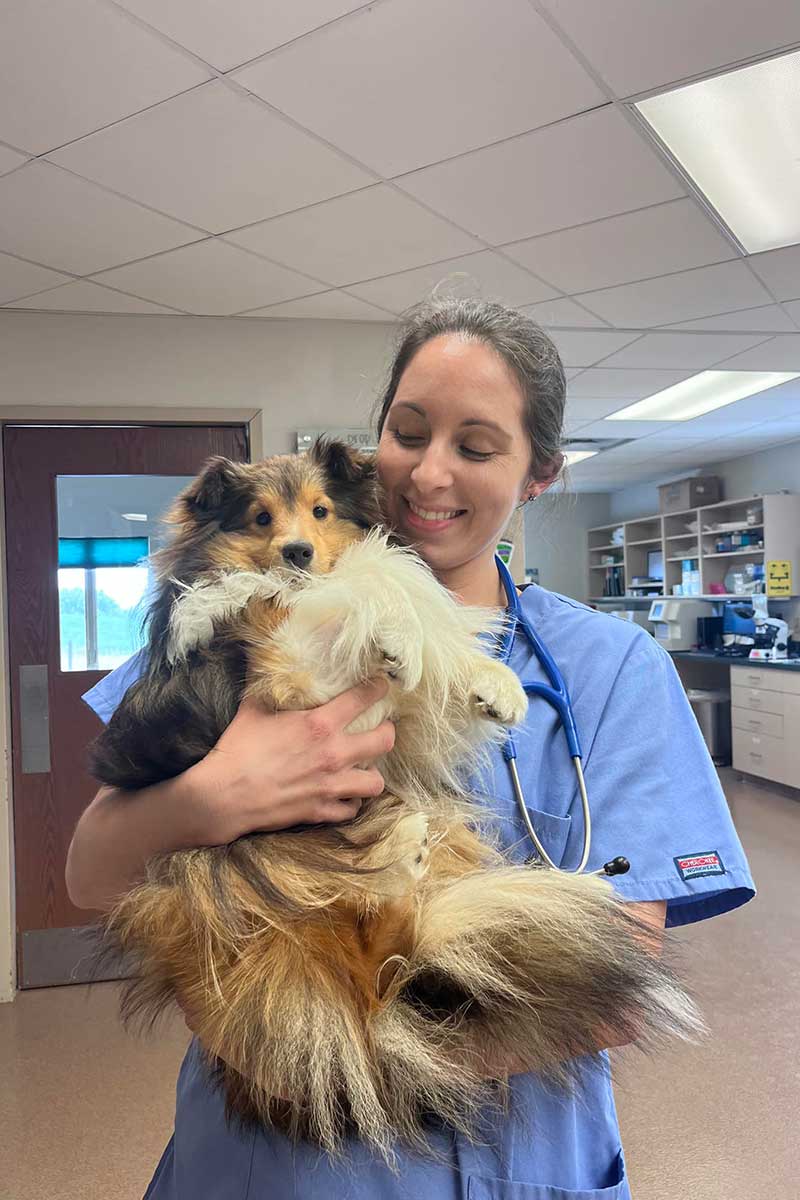 One of our vets holding a Sheltie pup