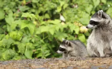 racoons